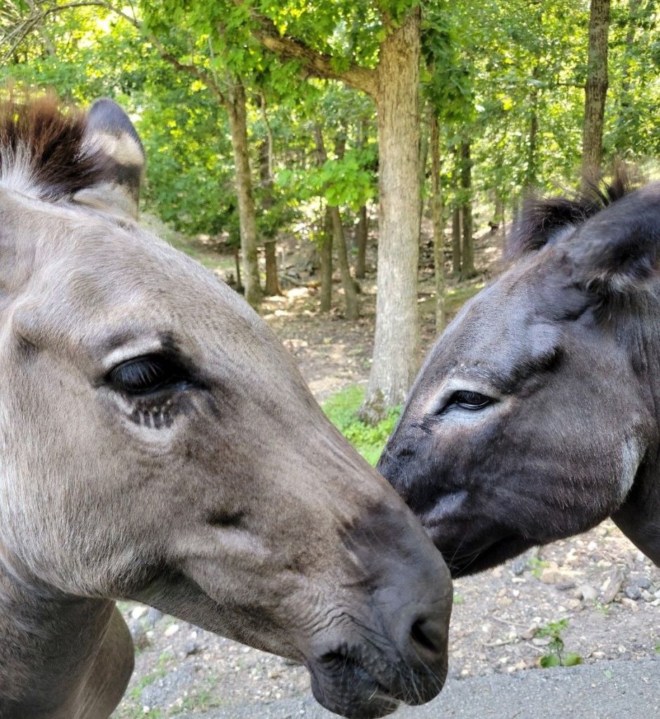 Donkeys at Wild Animal Safari, Missouri 
