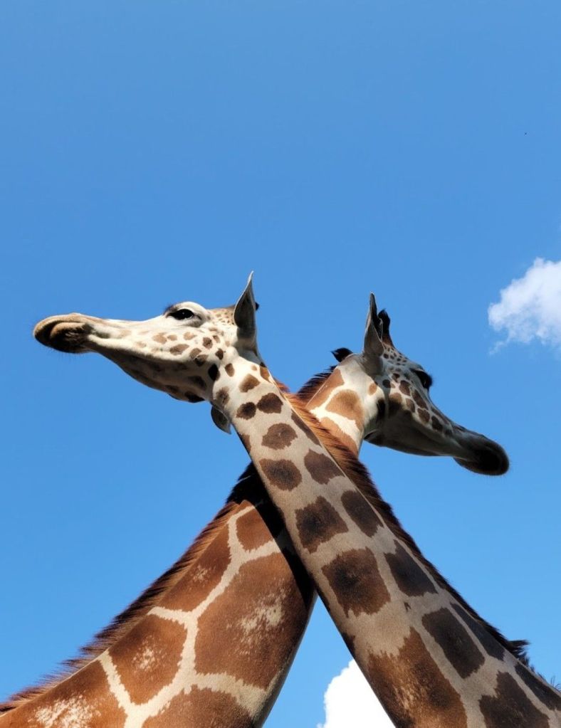 Giraffes at Wild Animal Safari, Missouri 