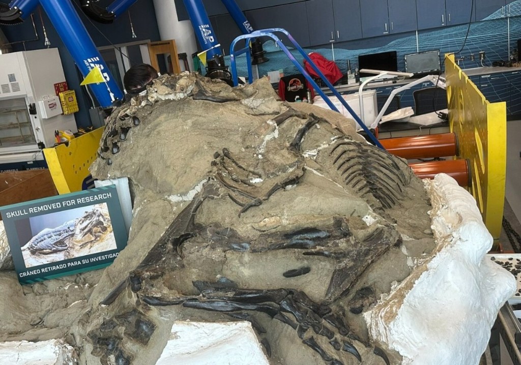 Dueling Dinosaurs fossil specimen undergoing preparation in a museum laboratory